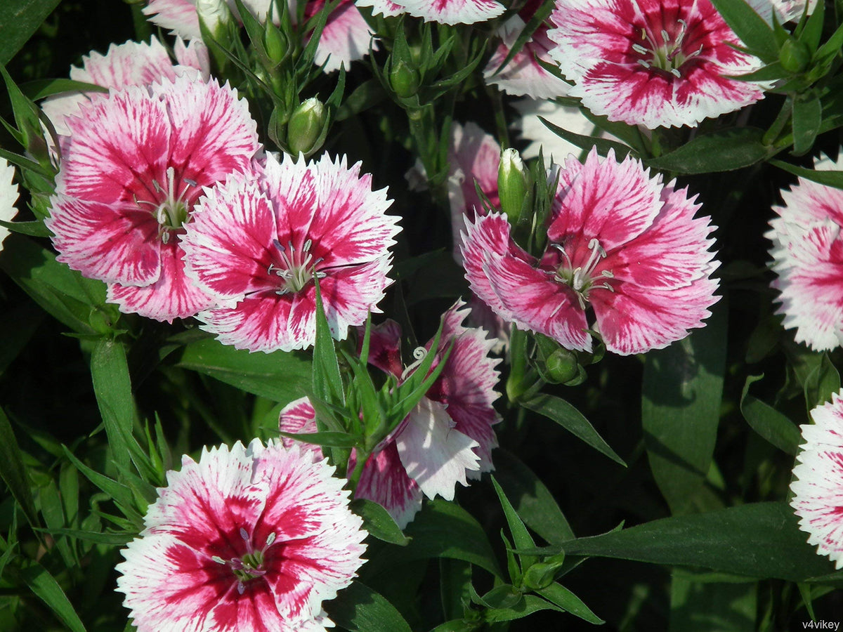 Heather Arctic Color Example Carnation Seeds - Heather ‘Arctic Fire’ White – Dharaseeds
