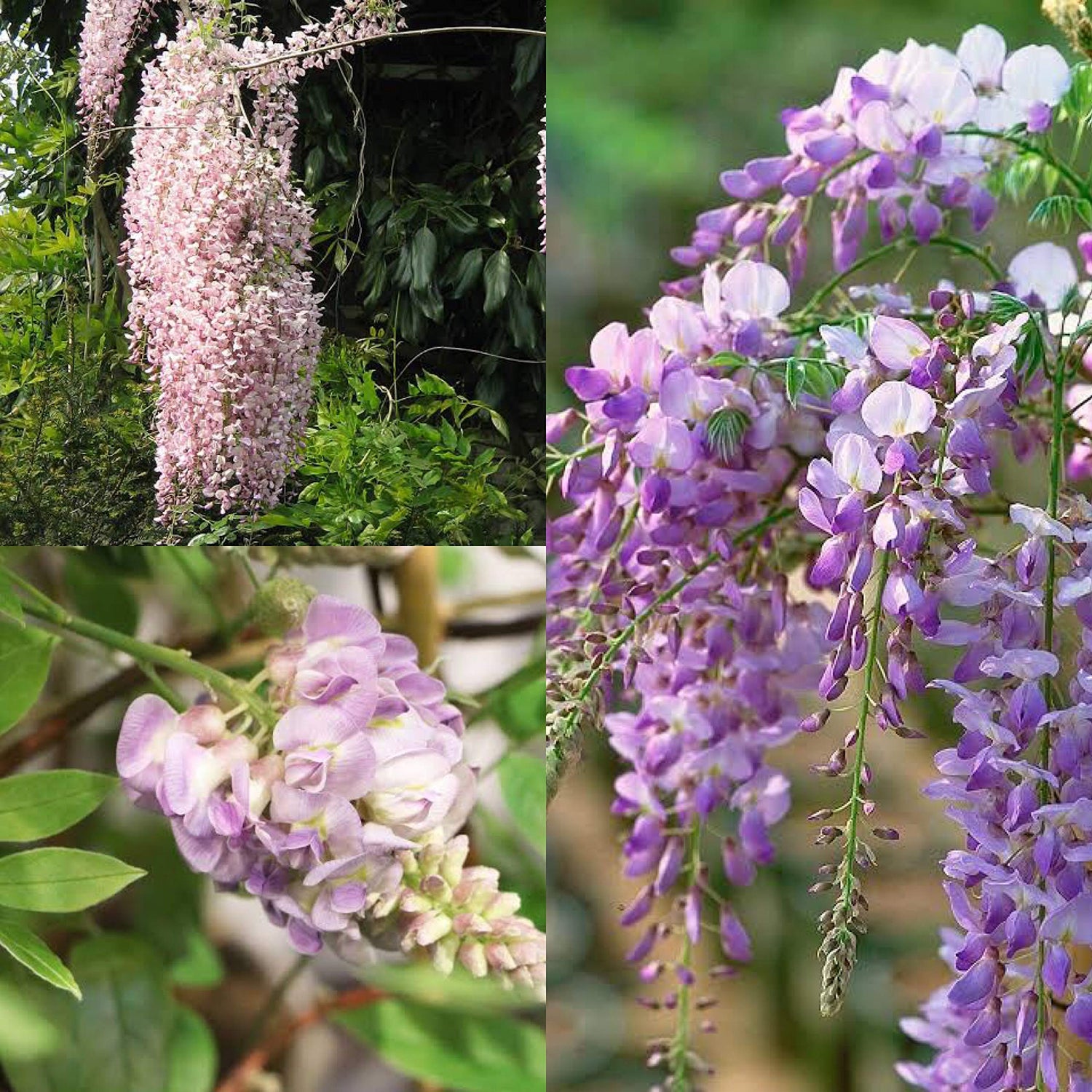 Chinese Wisteria fragrant vine for garden