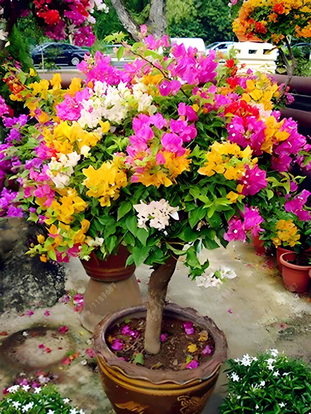 Rare Bougainvillea Seeds ( , Mixed Colors, Flowering Plants)