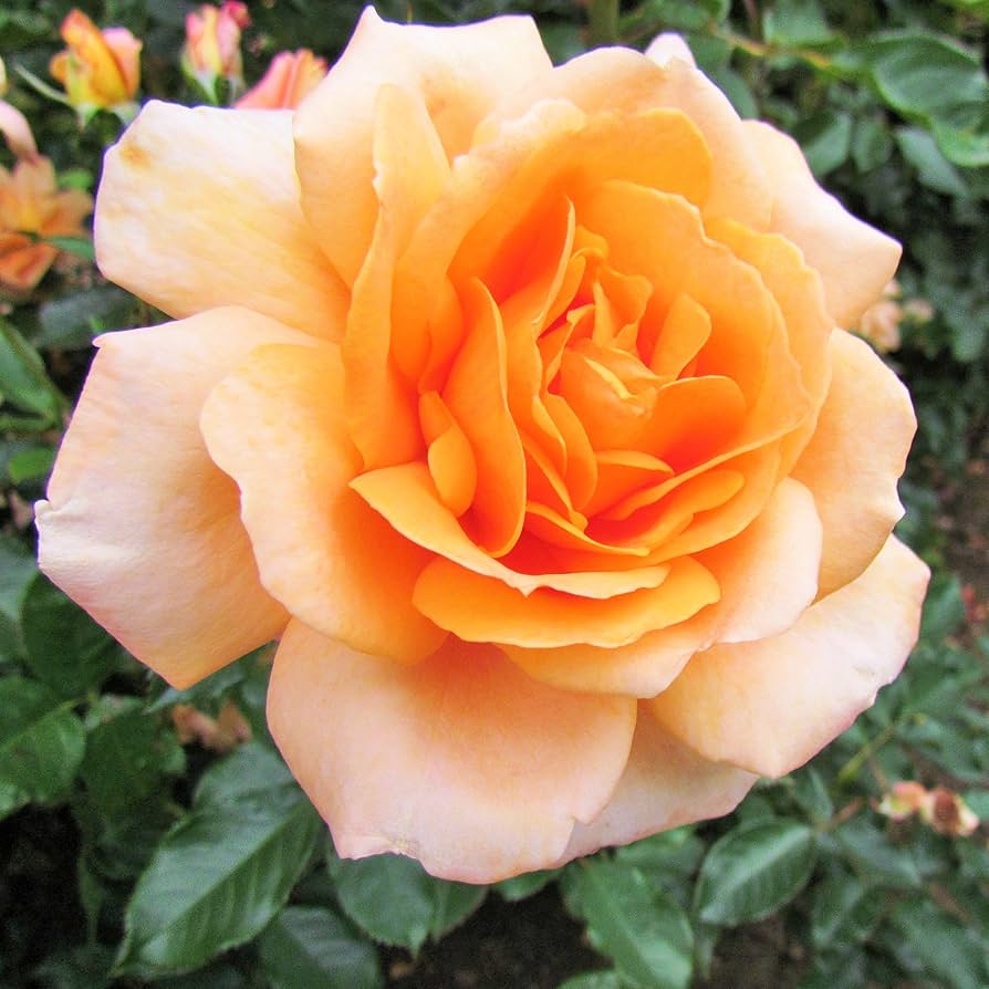 Rose Rosa Hybrida Golden Flower Seeds for Planting – Ideal for Home Garden and Decorative Borders