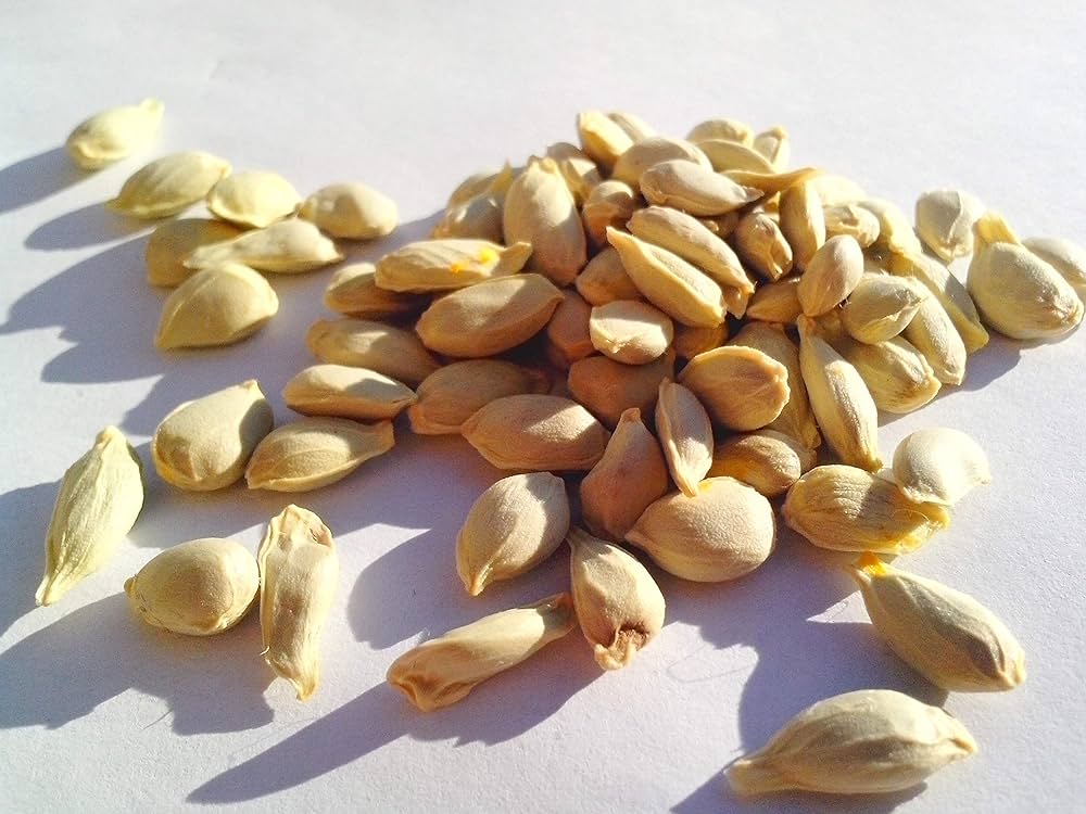Lemon Citrus Limon Green Tree Seeds for Planting – Perfect for Kitchen Garden and Container Growing