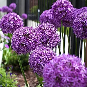 Allium giganteum Flowering Seeds For Planting in vertical garden or home landscape designs