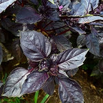  vibrant purple Dark Opal Basil leaves in garden

