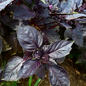  vibrant purple Dark Opal Basil leaves in garden

