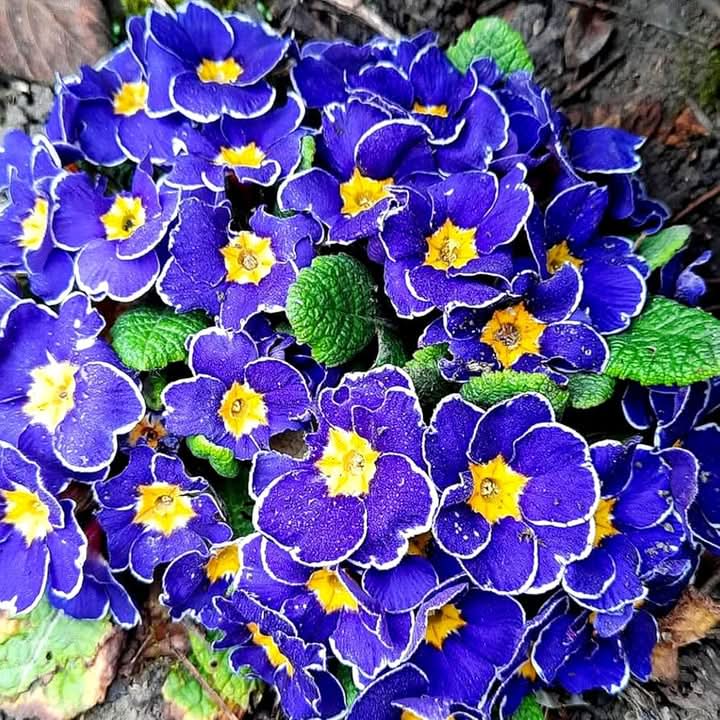 Blue Evening Primrose Flower Seeds for Planting – Fragrant Garden Blooms