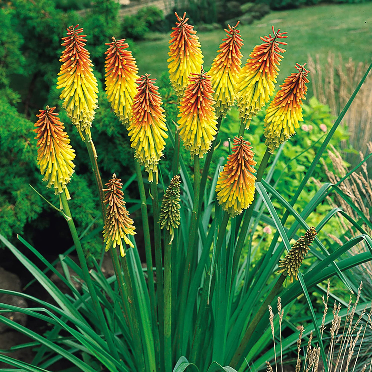 Red Hot Poker Flower Seeds for Planting Kniphofia Uvaria for Flower Borders
