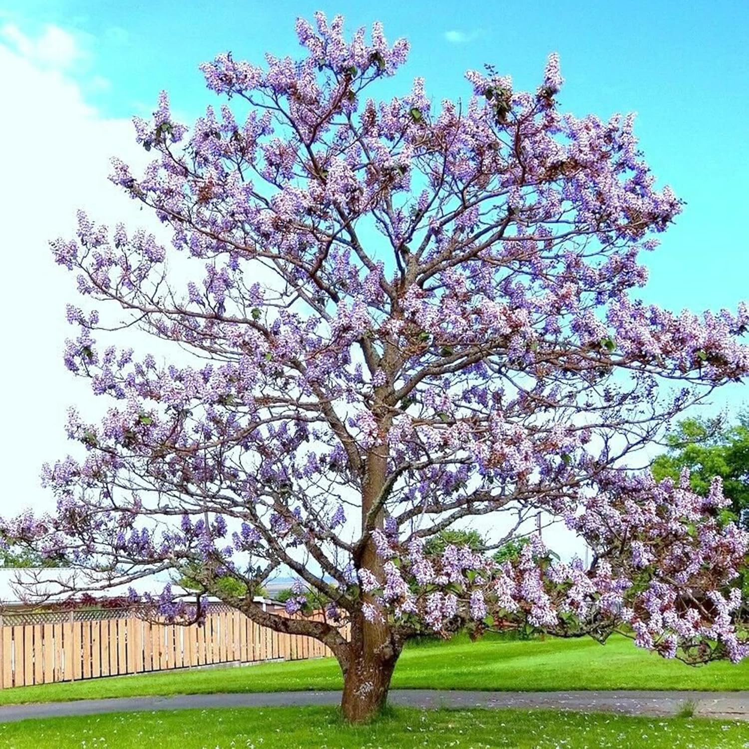 Paulownia Fortunei Seeds