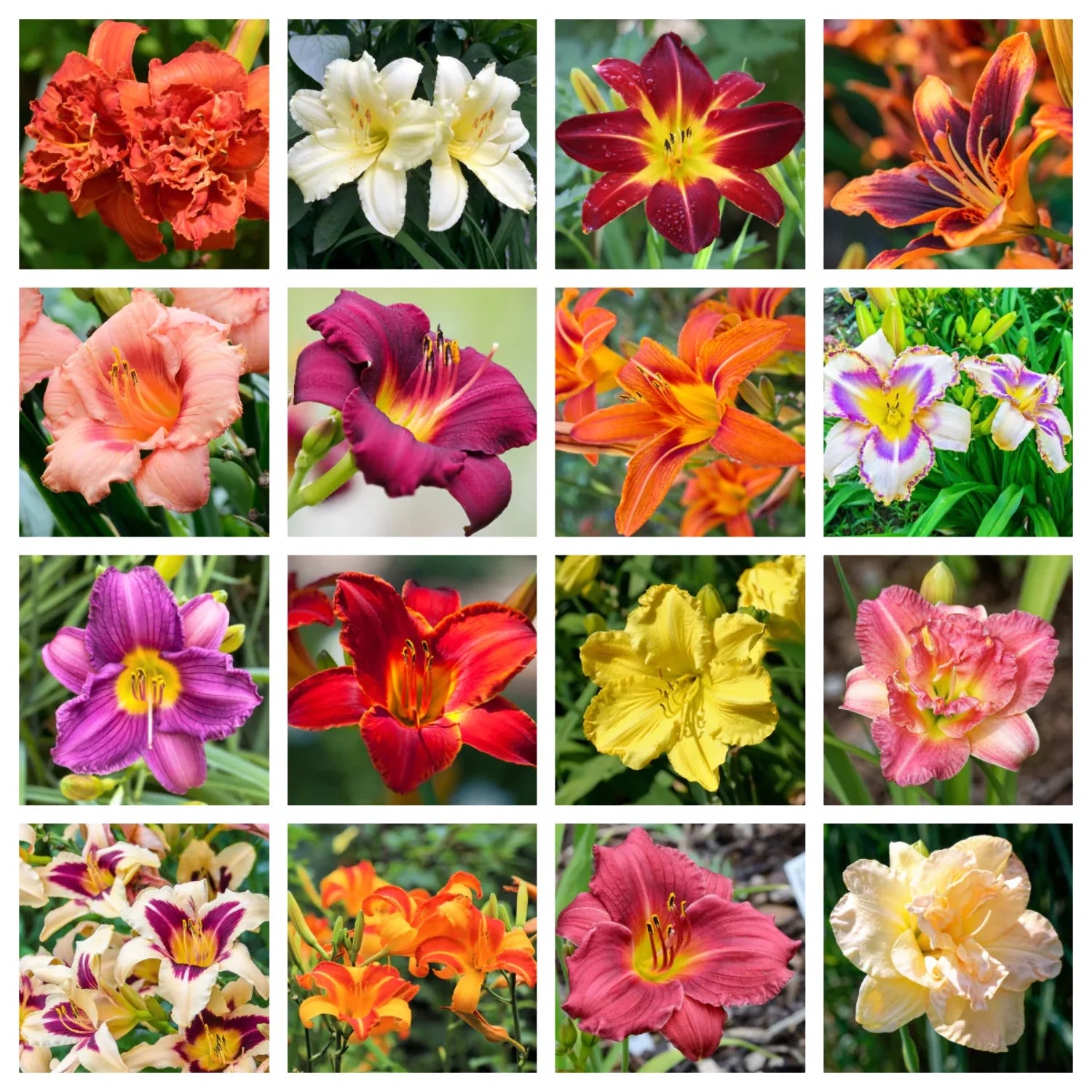 Tawny Daylily Mixed Colors Hybrid Hemerocallis Flowering Seeds For Planting