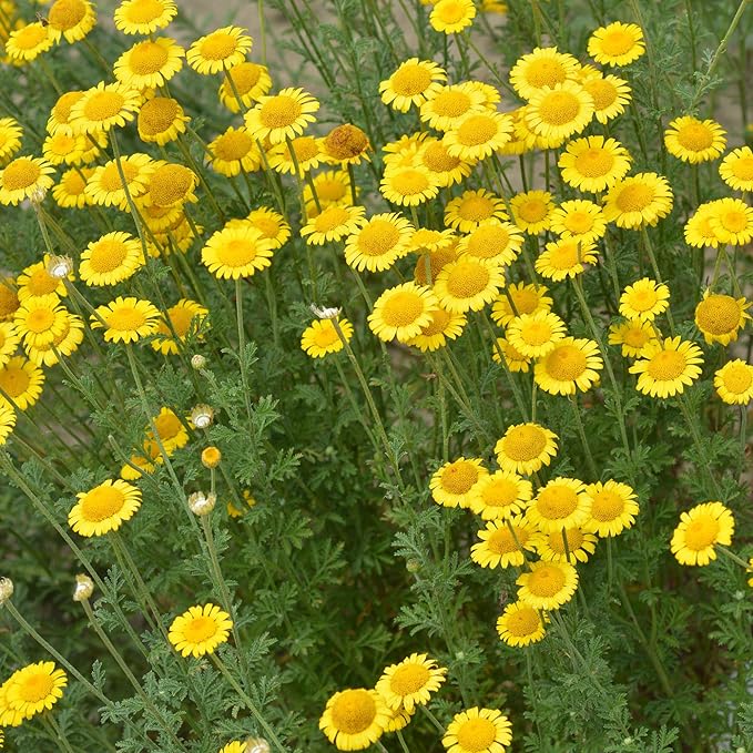 Yellow daisy mixed flower seeds (Bellis perennis/others) for home garden