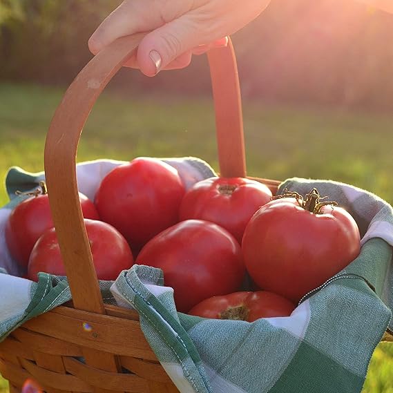 Tomato Solanum Lycopersicum Organic Heirloom Brandywine Red Vegetable Seeds for Planting – Classic Variety for Fresh Slicing