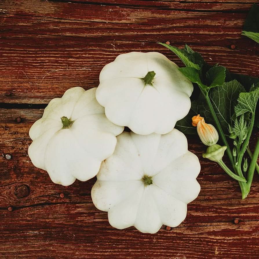 White Patisson Non-GMO Heirloom Plant Seeds