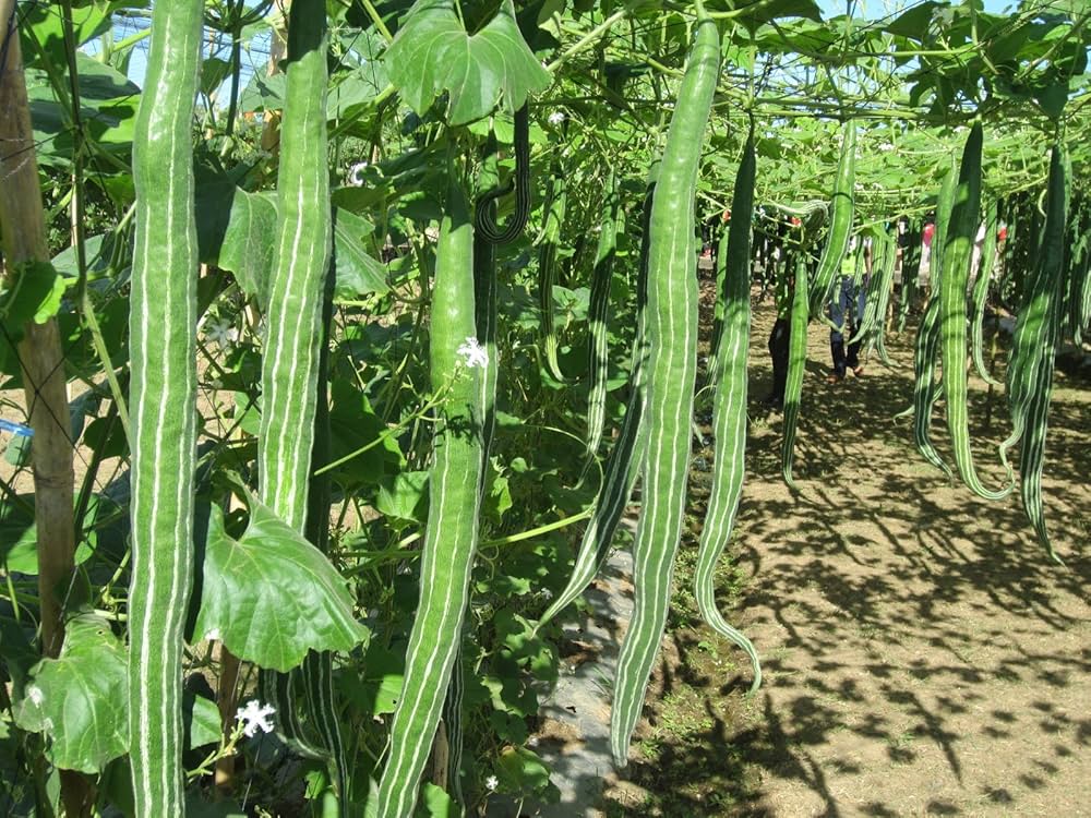 Snake Gourd Trichosanthes Cucumerina Seeds