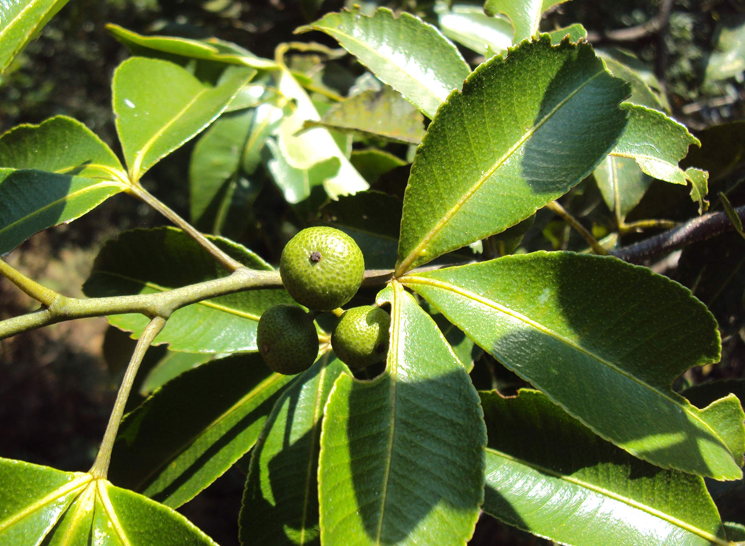 Green Toddalia Plant Seeds for Planting