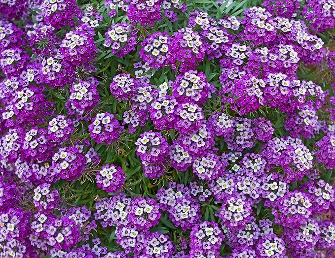 Alyssum Flower Lobularia maritima Seeds for Planting in Flower Bed & Garden