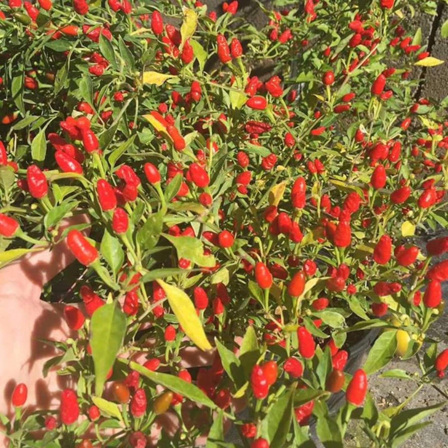 Pepper Capsicum annuum Pequin vegetable seeds for planting in vertical garden or patio containers