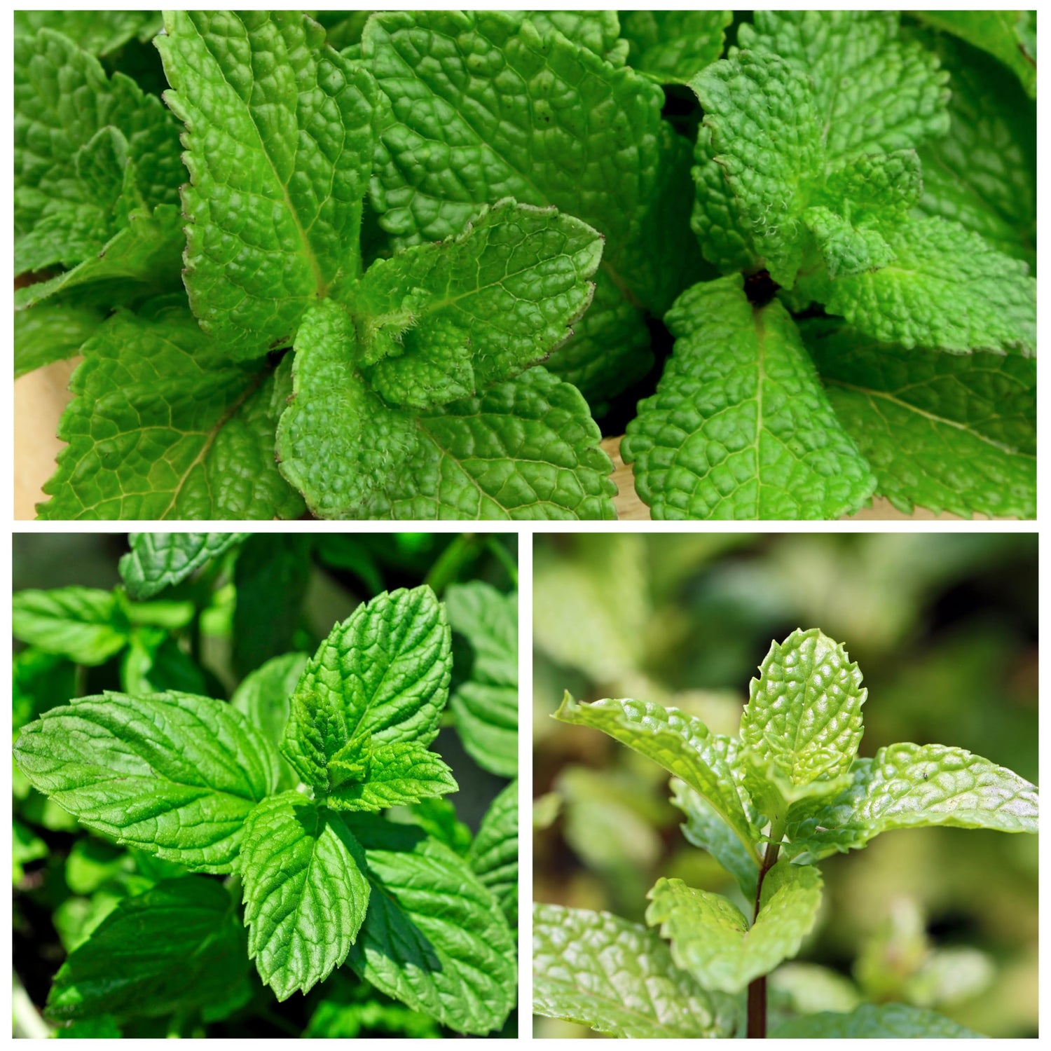 Spearmint Mentha spicata Herb Plant Seeds