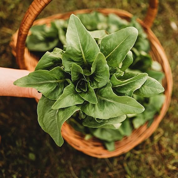 Lettuce Lactuca sativa vegetable seeds for planting in kitchen garden or raised backyard beds