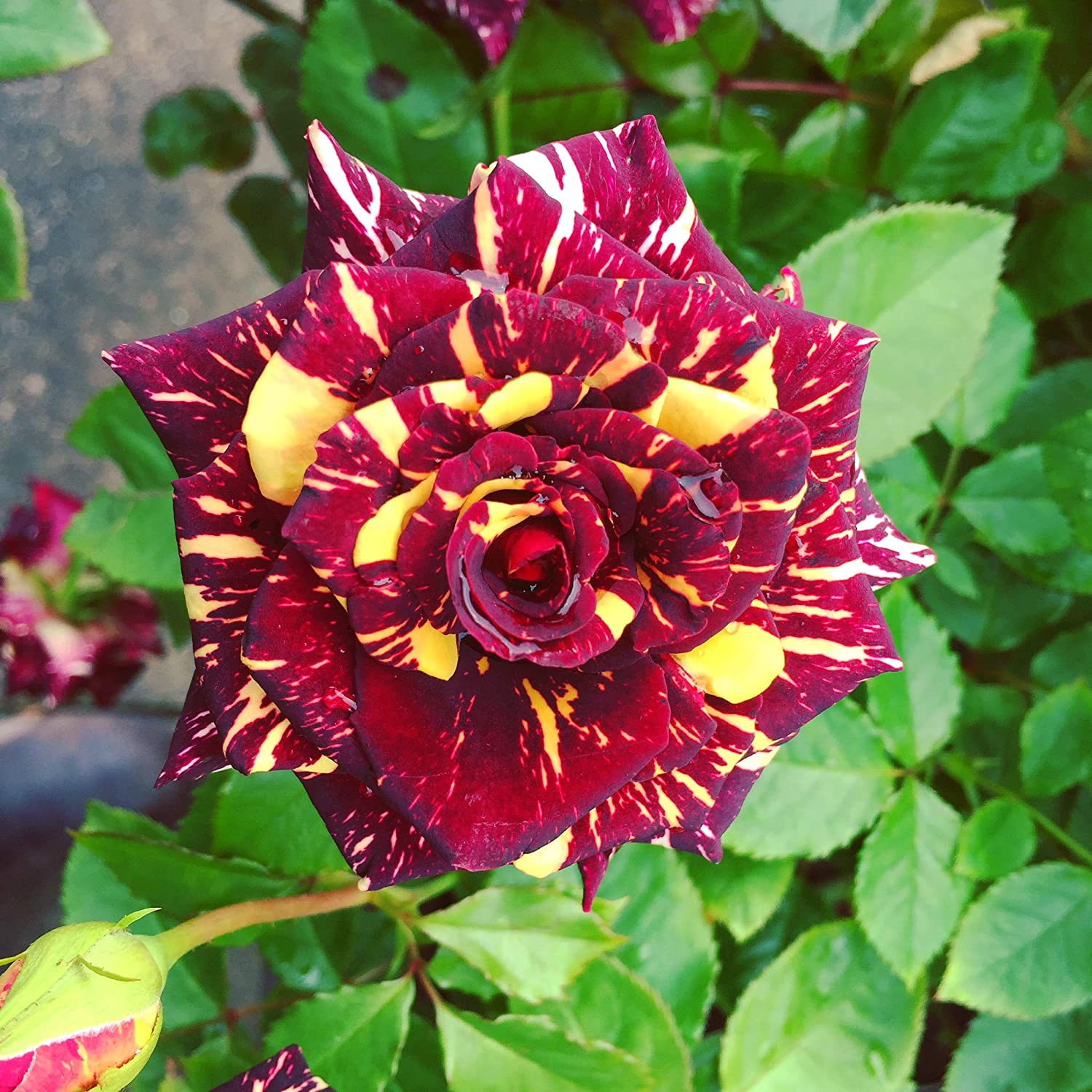 Rose Rosa Hybrida Pink Black Flower Seeds for Planting – Unique Dark Pink Blooms for Garden Beds and Floral Displays