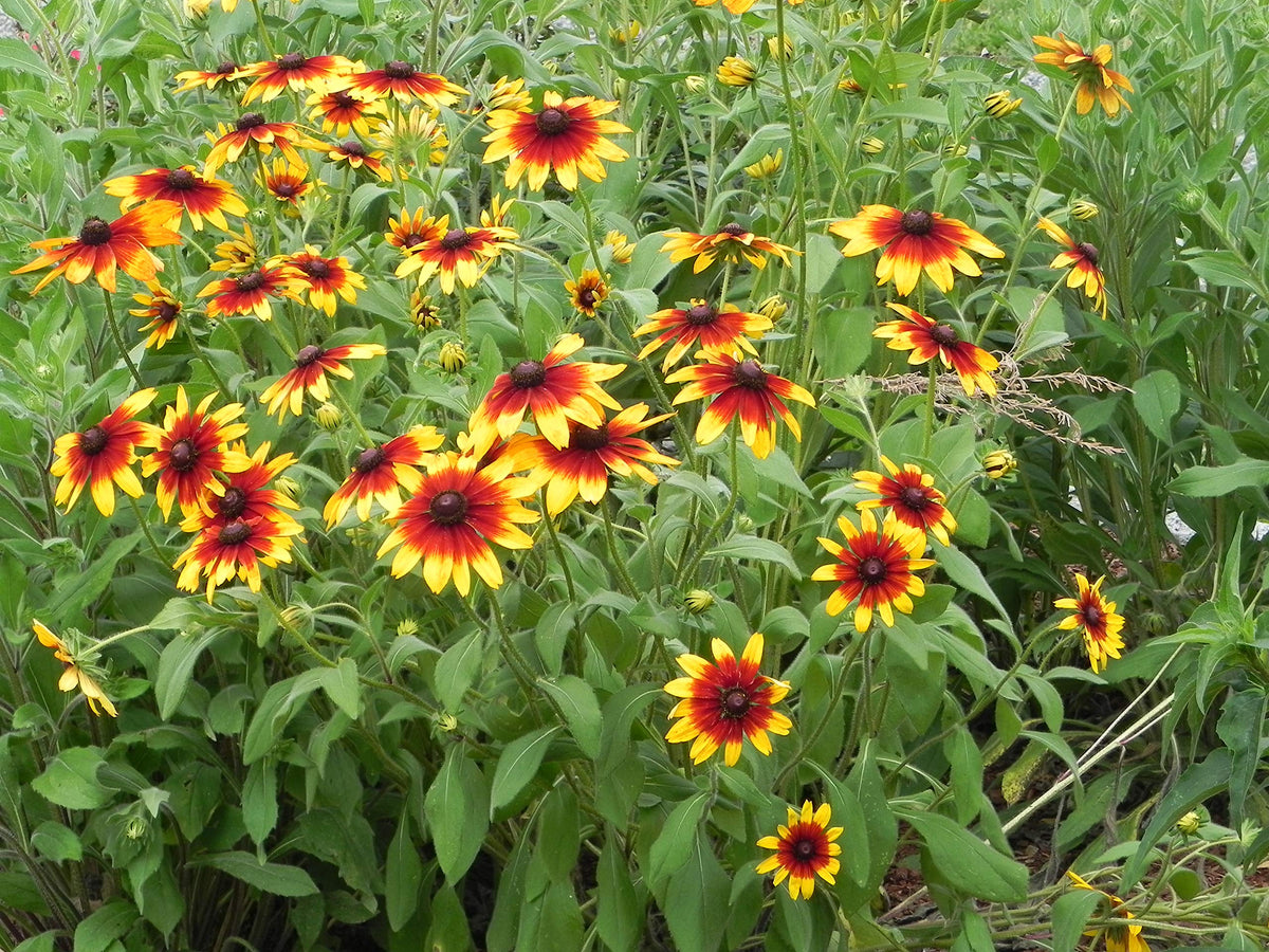 Rudbeckia hirta Gloriosa Daisy Seeds