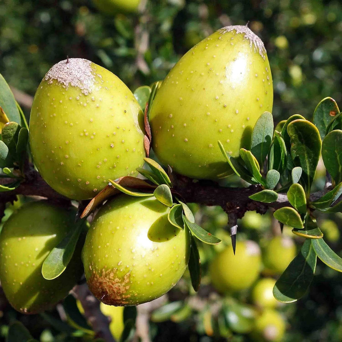 Argania Argania spinosa seeds for fruit and nut garden