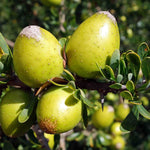 Argania Argania spinosa seeds for fruit and nut garden