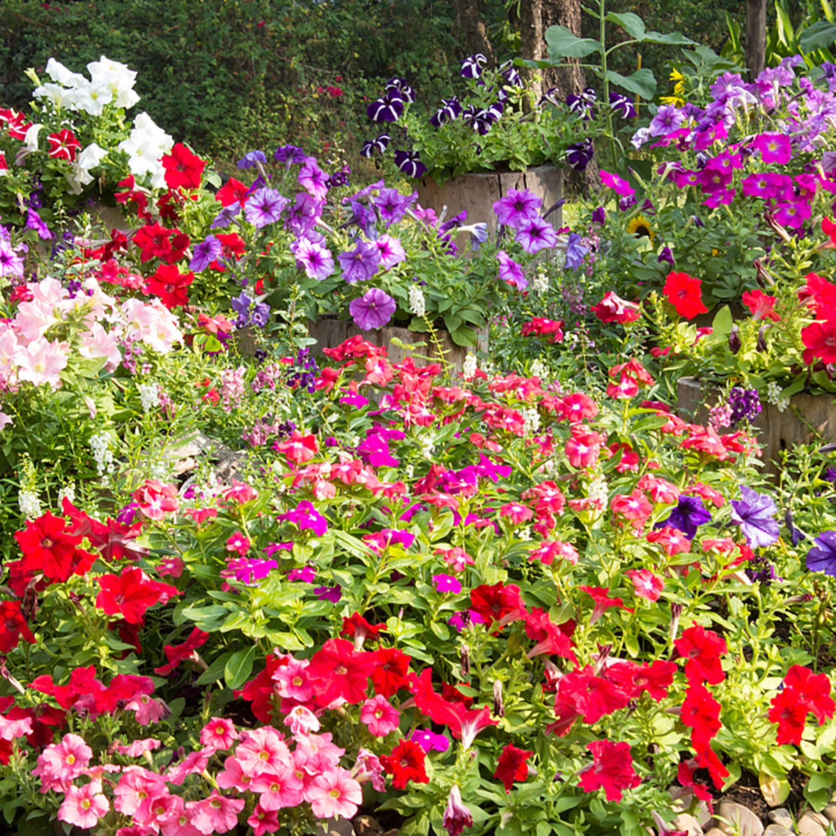 Heirloom Mixed Color Hanging Garden Petunia Seeds