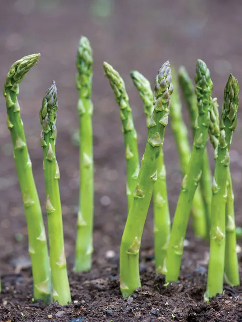 Asparagus Mary Washington Seeds