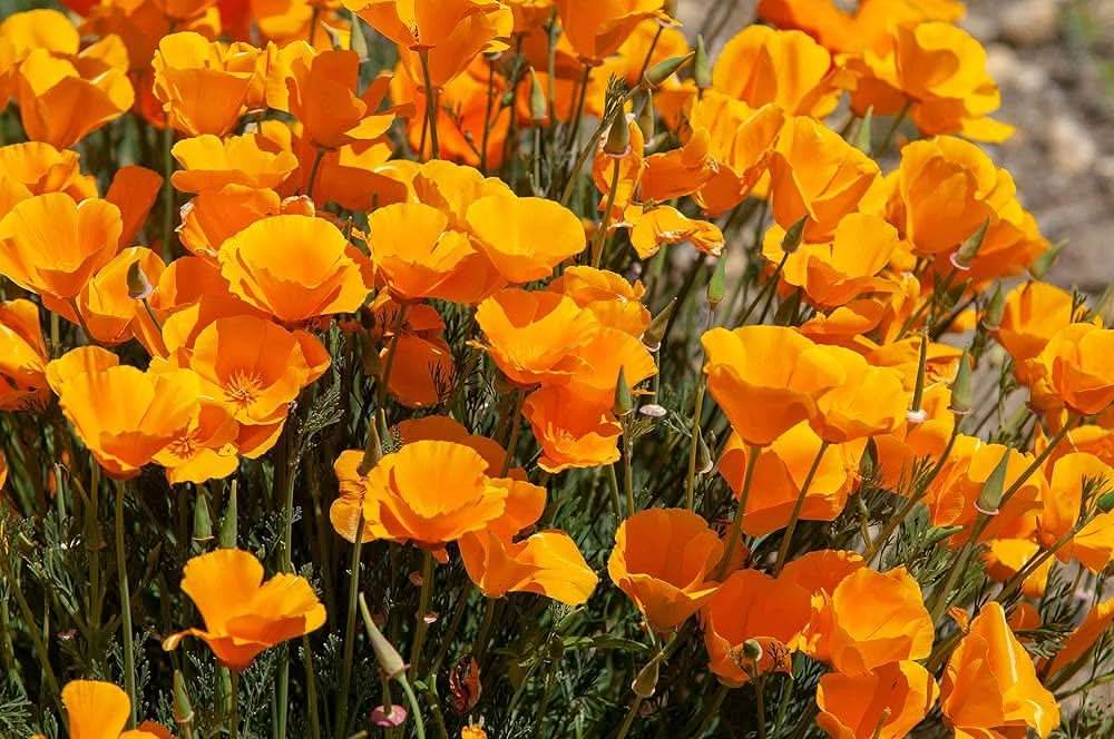 California Poppy Eschscholzia Californica Flower Seeds for Planting in backyard gardening and flower beds