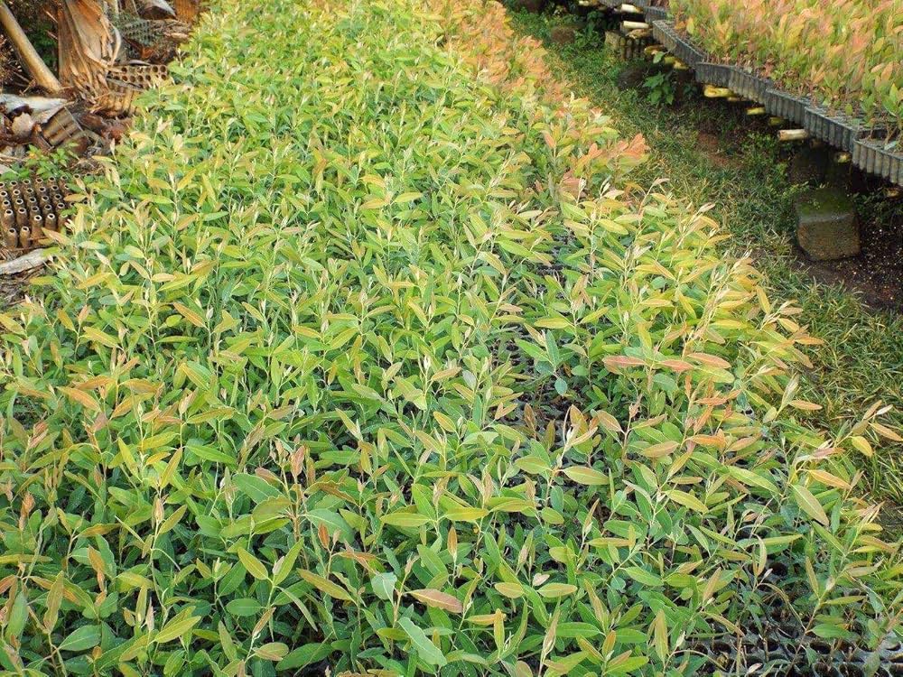Green Eucalyptus Nitens Tree Seeds for Outdoor Landscaping and Trees – Fresh Herb for Your Garden