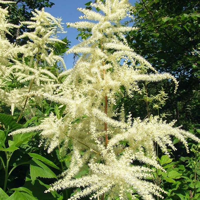 Aruncus Dioicus Flower Seeds for Planting in Garden