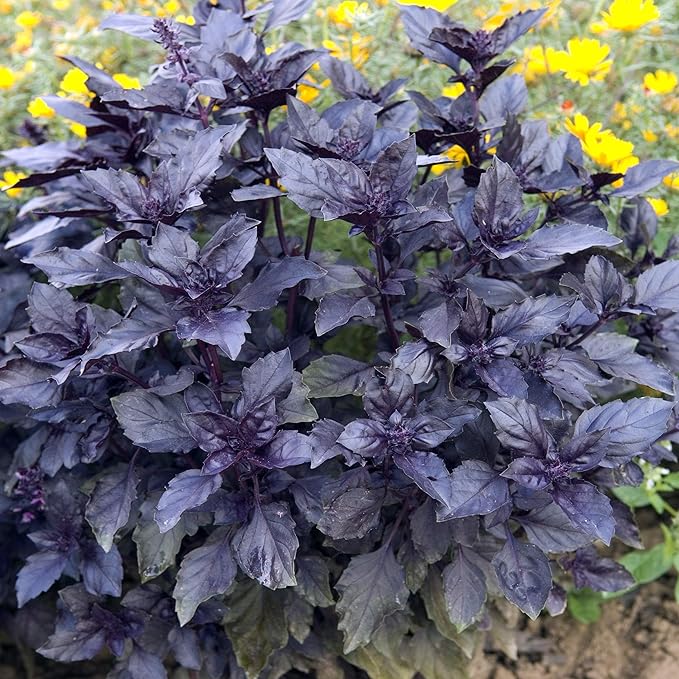 Dark Opal Basil for herb garden planting