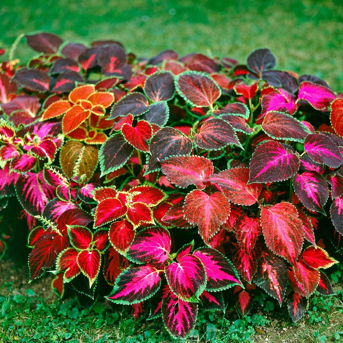 Coleus Super Rainbow Multicolor – Seeds for Colorful Garden