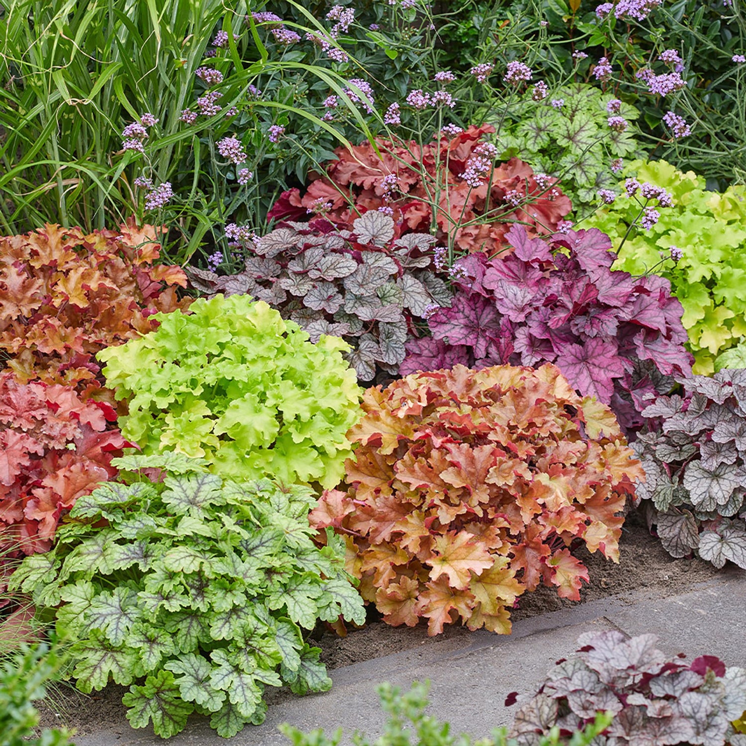 Green Heuchera Plant Seeds for Planting heirloom & Non-GMO Seeds