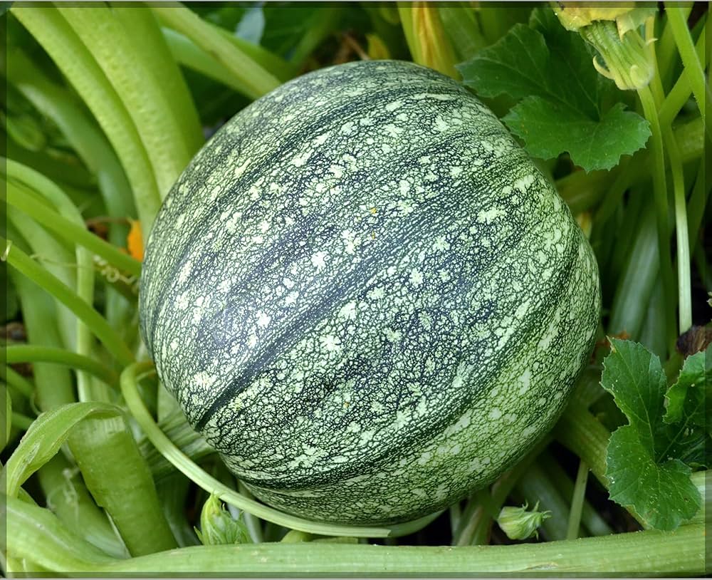 Squash Cucurbita Pepo Zucchini Round Summer Vegetable Seeds for Planting – Great for Kitchen Garden and Fresh Cooking