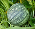 Round Zucchini Summer Squash Cucurbita pepo for planting in vegetable patch
