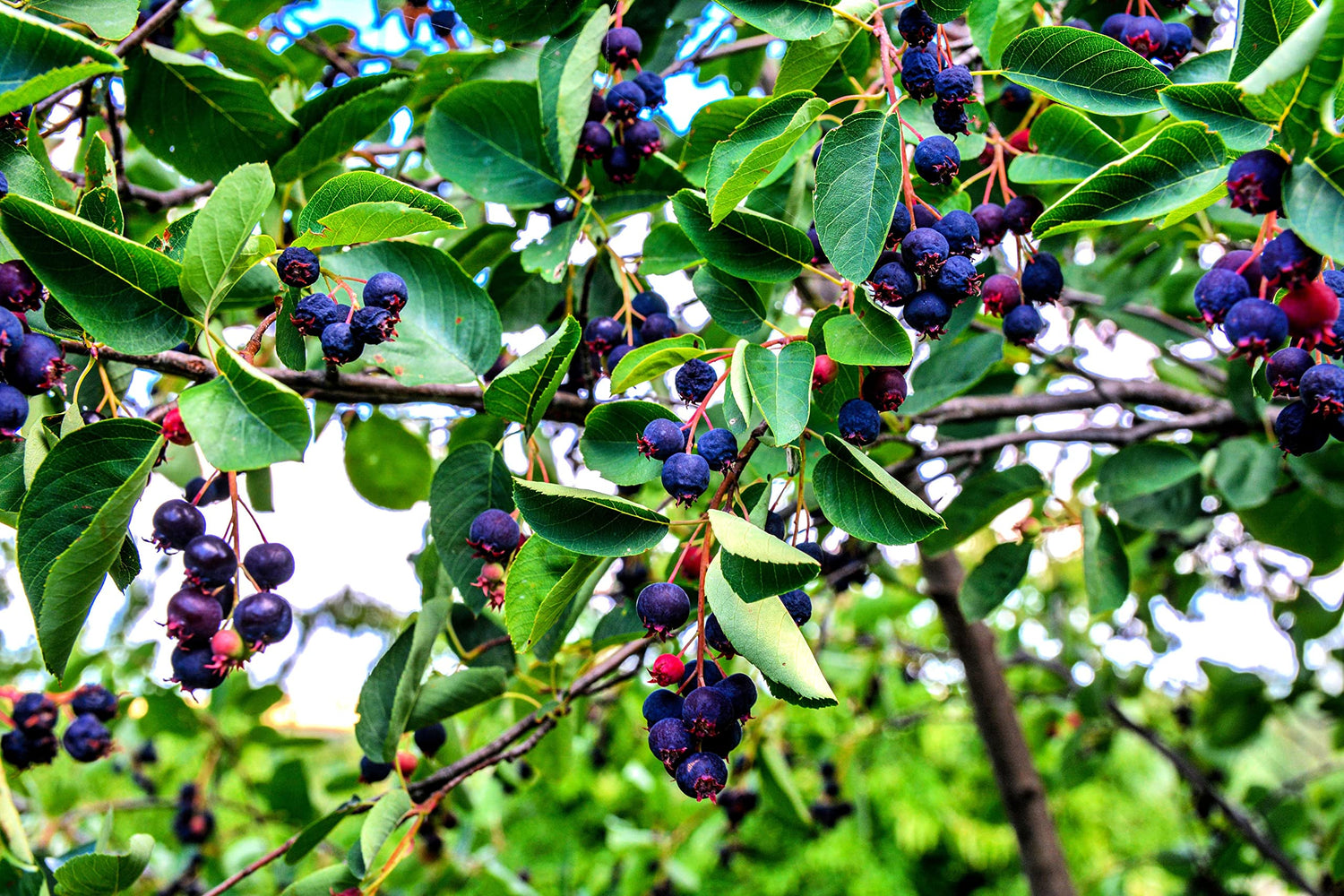 Juneberry Seeds for Planting