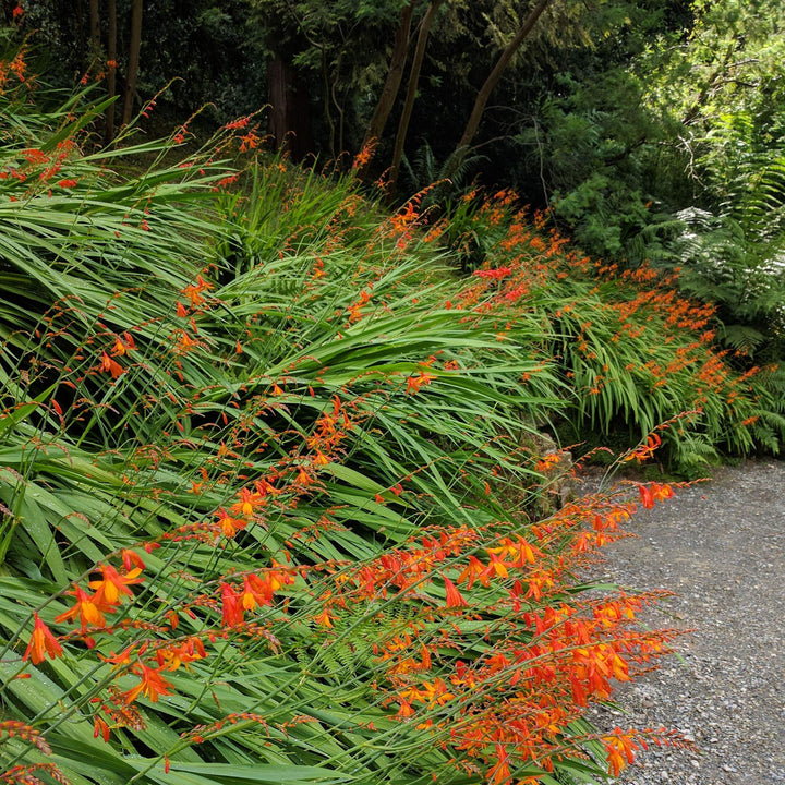 Crocosmia Flower Seeds for Planting 100