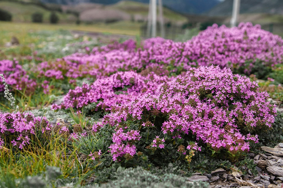 Wild Mother of Thyme Thymus serpyllum groundcover