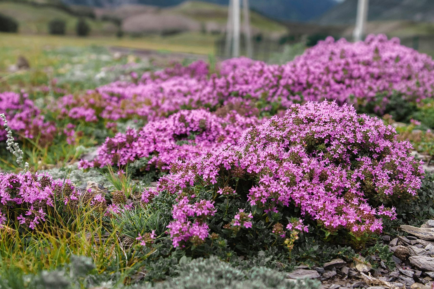 Wild Mother of Thyme Thymus serpyllum groundcover