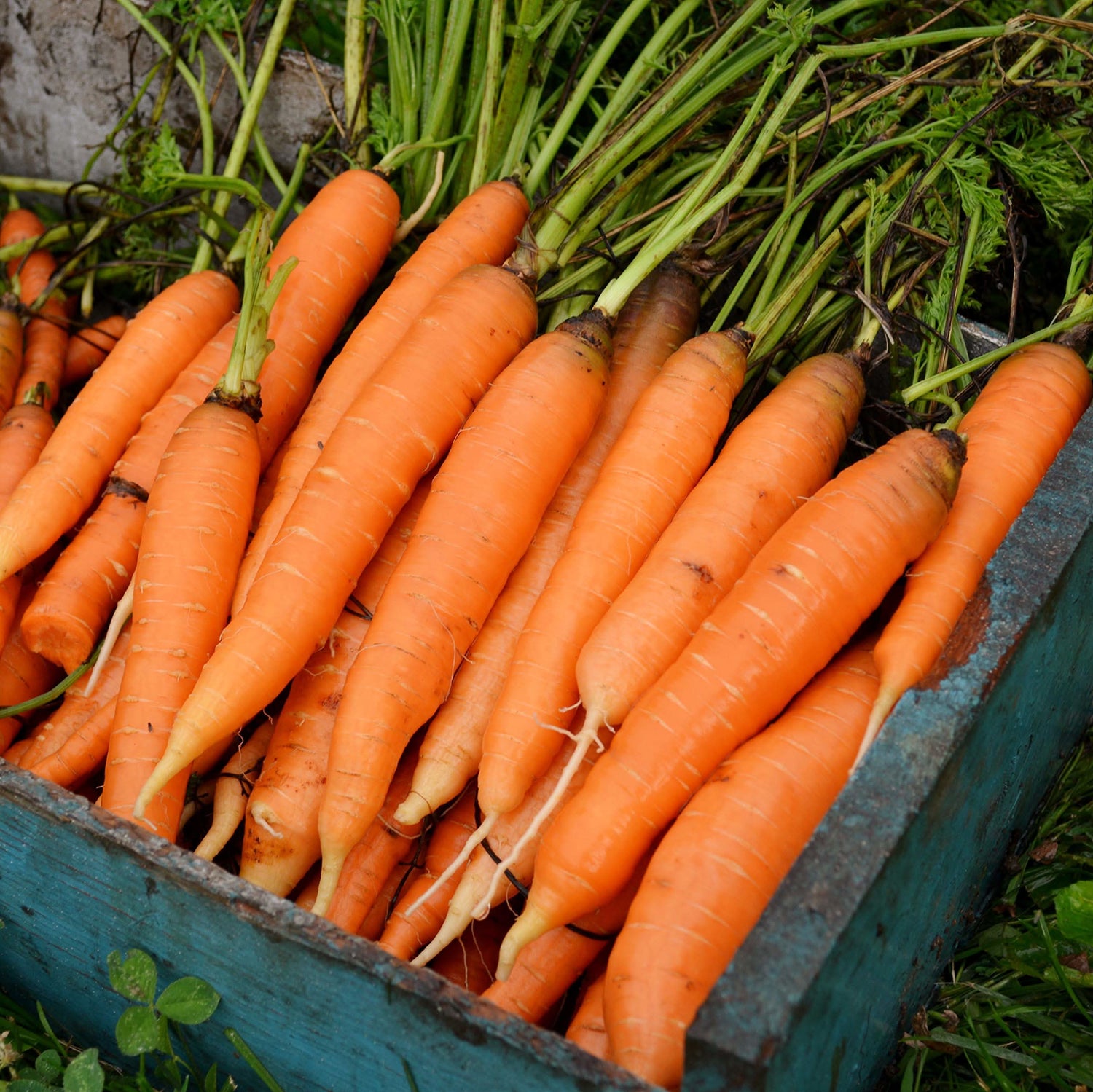 Scarlet Nantes Non-GMO Carrot Seeds