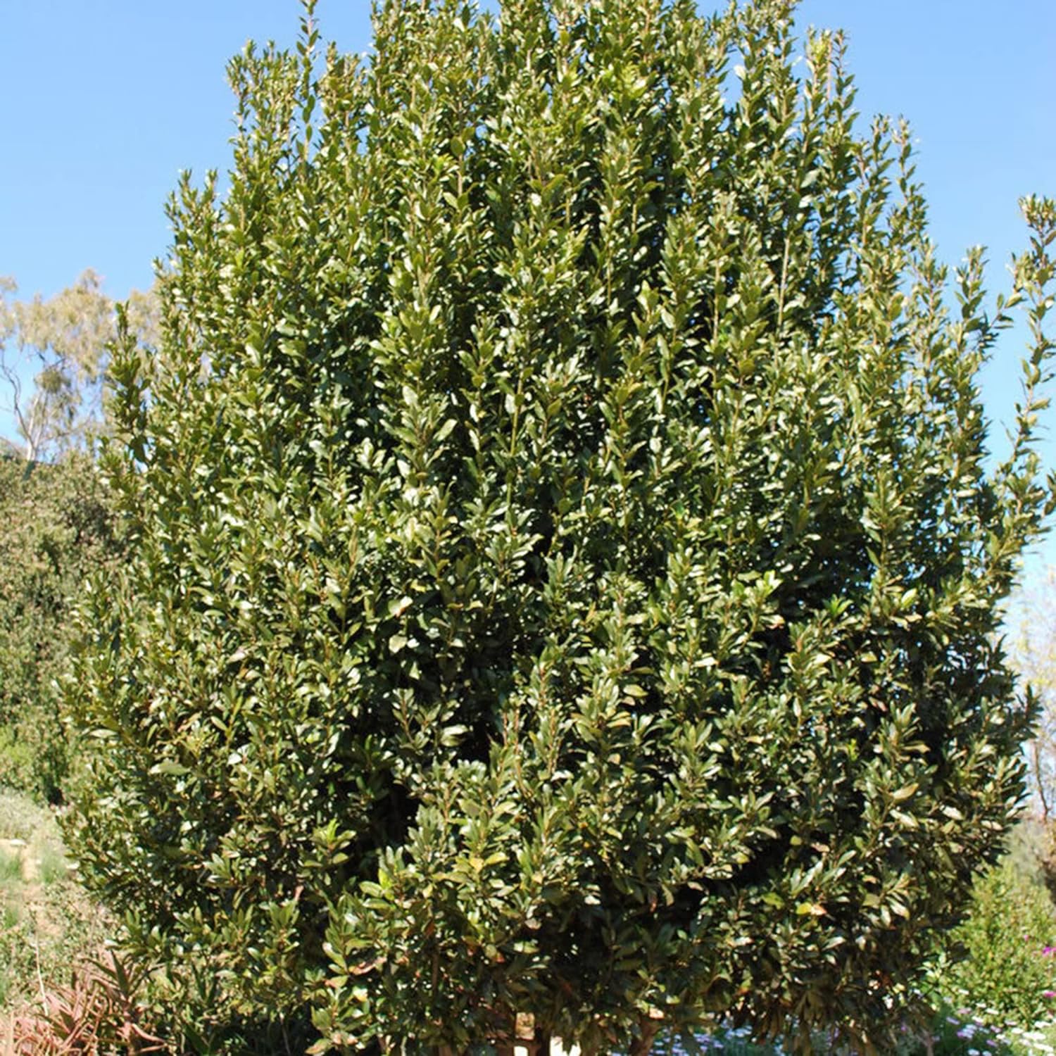 Bay Laurel Seeds