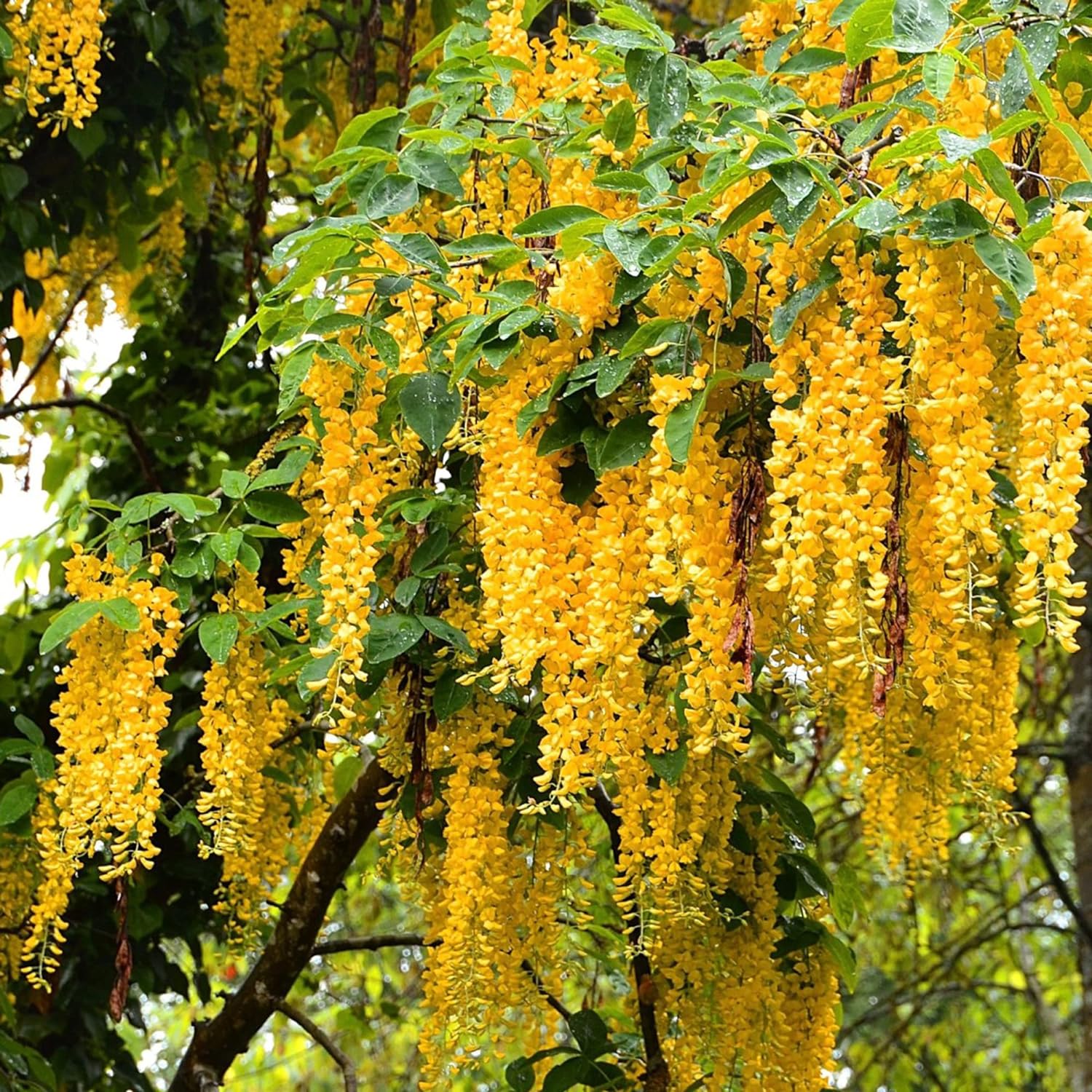 Yellow Wisteria Seeds