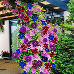 Clematis Clematis spp. for planting in flower bed