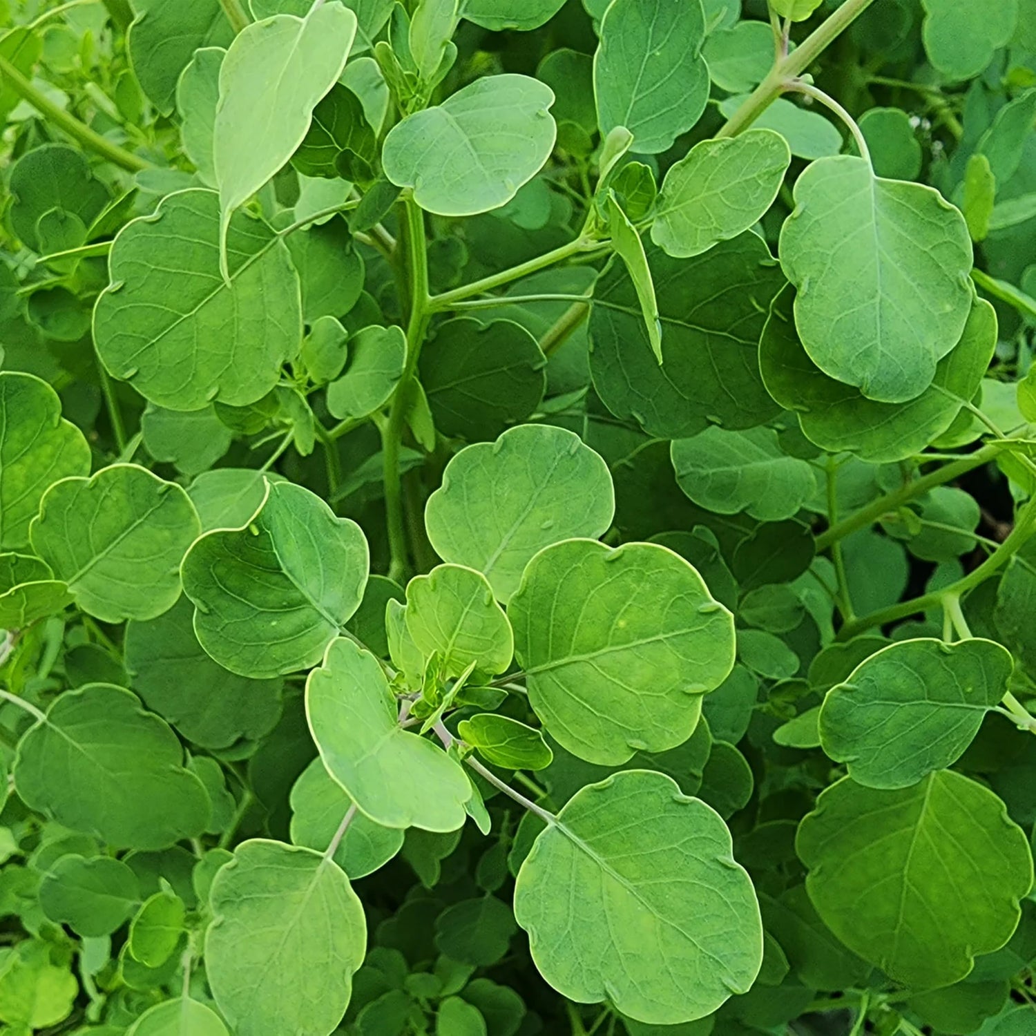 Papalo Plant Seed Pack for Unique Herb and Flavor Production 100 pcs