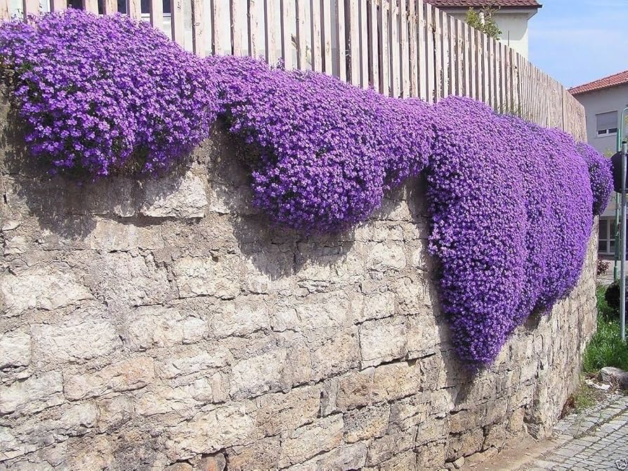 Aubrieta Cascade Flower Seeds (Red) – Fresh Seeds for Planting Red Aubrieta Cascade Flowers