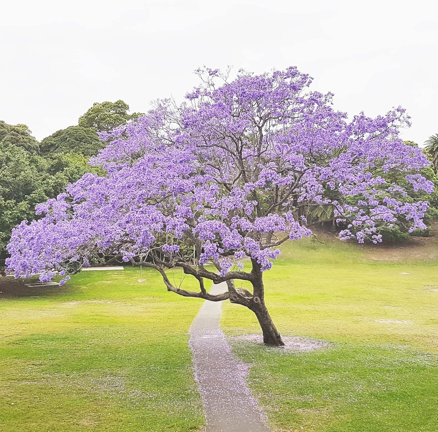 Blue Jacaranda Seeds