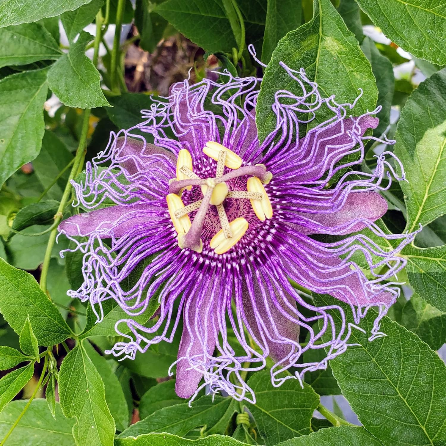 Purple Passion Vine Seeds