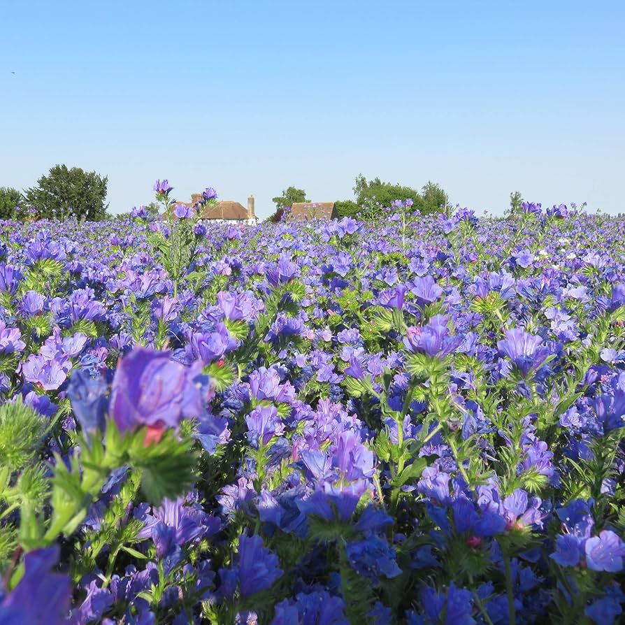 Echium Blue Bedder Flower Seeds Pieces for Planting