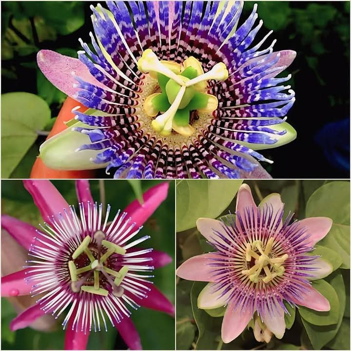 where to buy passion flower seeds Passion Flower Seeds