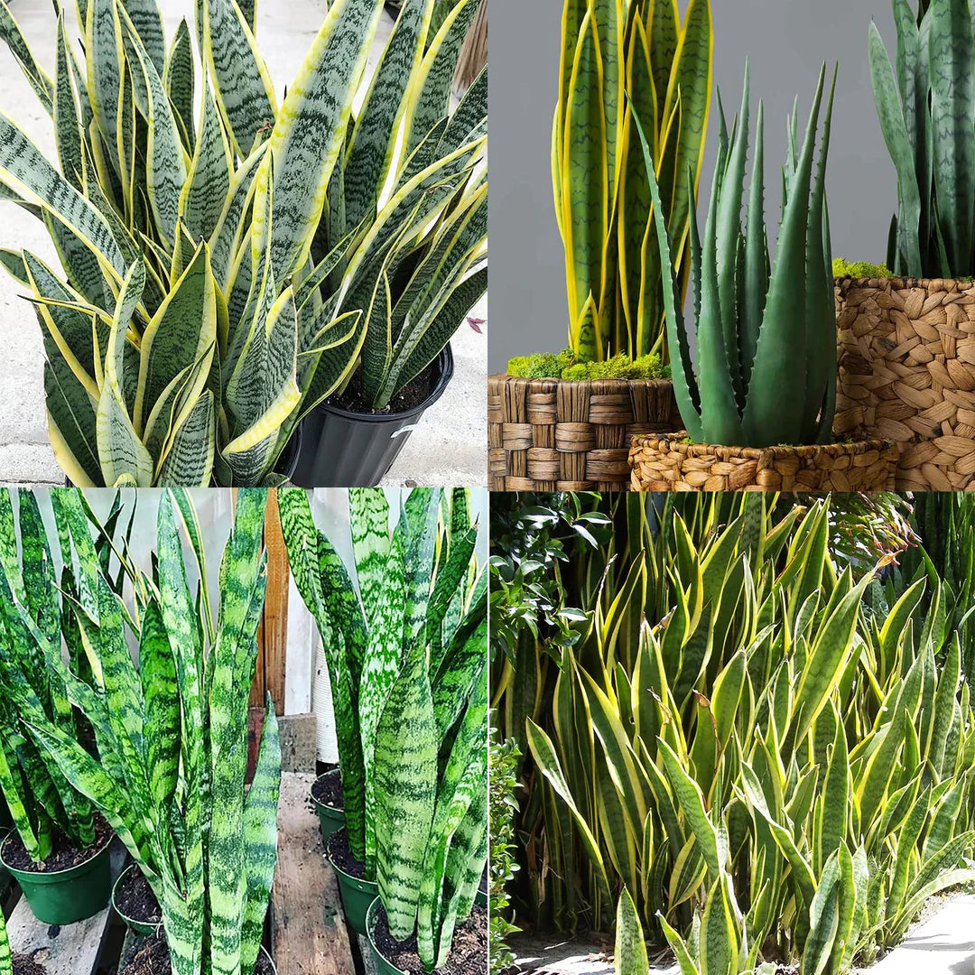 Organic Sansevieria Plant Seeds for Planting – Heirloom, Non-GMO